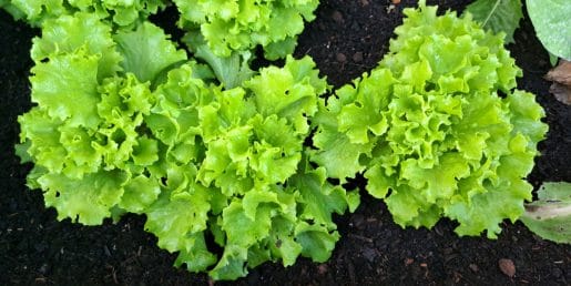 Letos so solate 14 dni prej kot običajno: kako jo shraniti, da bo zdržala dlje