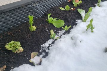 Prvi sneg in zaščita vrta pred mrazom