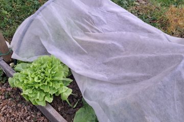 Tako boste najbolje zaščitili solato pred prvim novembrskim snegom