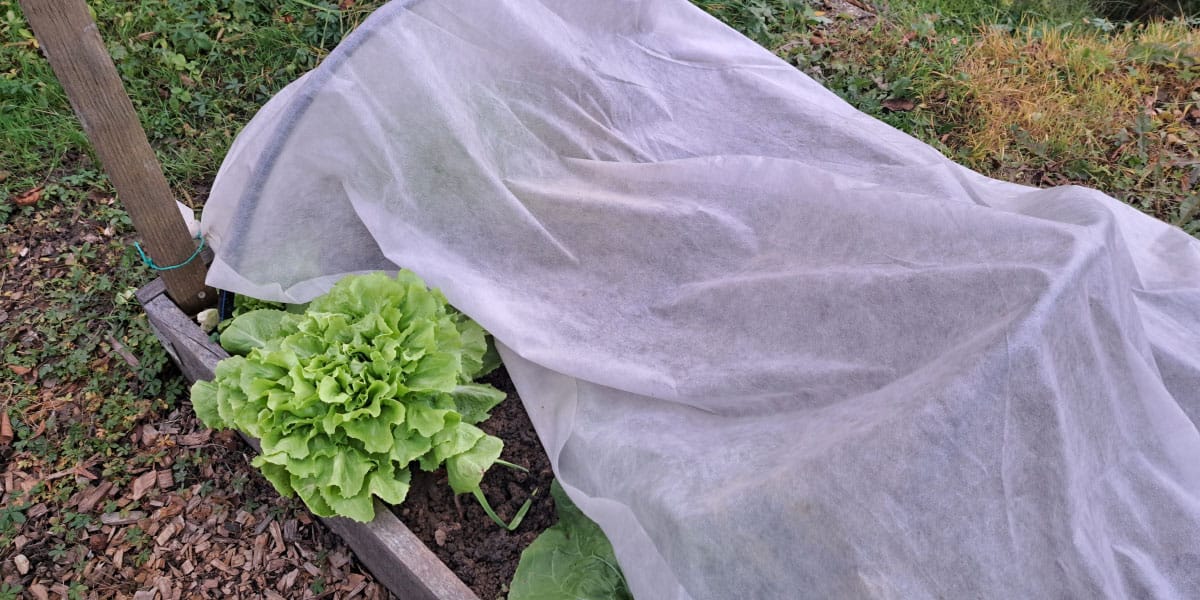 Solata, zaščita za prvi sneg