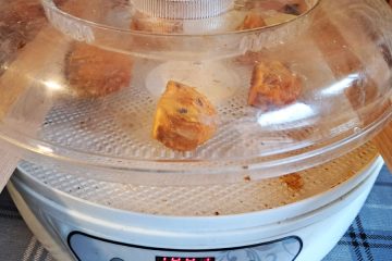 Sušenje kakijev na sušilniku: ali lahko doma dosežemo pravi hošigaki učinek