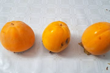 Španski kaki Rojo Brillante: sladek videz, grenka resnica. In ne, to ni kaki Vanilija!