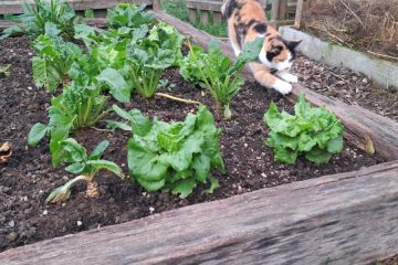 Slovenci prisegajo na ta preprost trik, ki reši polovico zimskih težav na vrtu