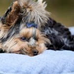 Yorkširski terier