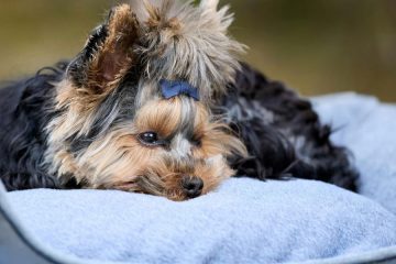 Strokovnjaki opozarjajo: najnevarnejše živilo za hišne ljubljenčke v decembru