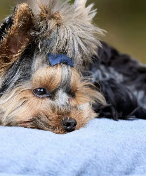 Strokovnjaki opozarjajo: najnevarnejše živilo za hišne ljubljenčke v decembru