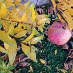 Zrelo granatno jabolko