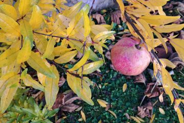 Najbolj severna meja granatnega jabolka – kje je dozorel?