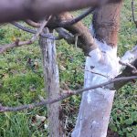 Barvanje dreves z apnom