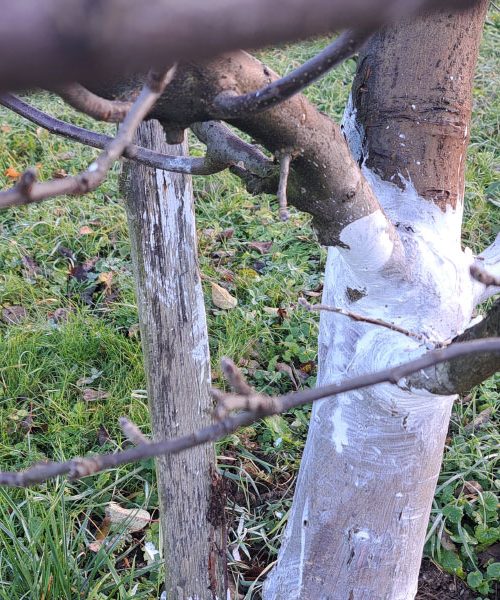 Ste vedeli, da nekateri decembra barvajo drevesa v sadovnjaku?