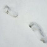 Bosonoga hoja po snegu