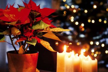 Kupili ste božično zvezdo? Na tri mesta v hiši je ne smete postaviti