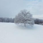 Decembrsko jutro