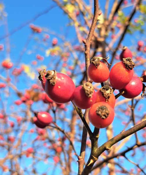 Domači šipek pozimi znova prihaja v naše kuhinje