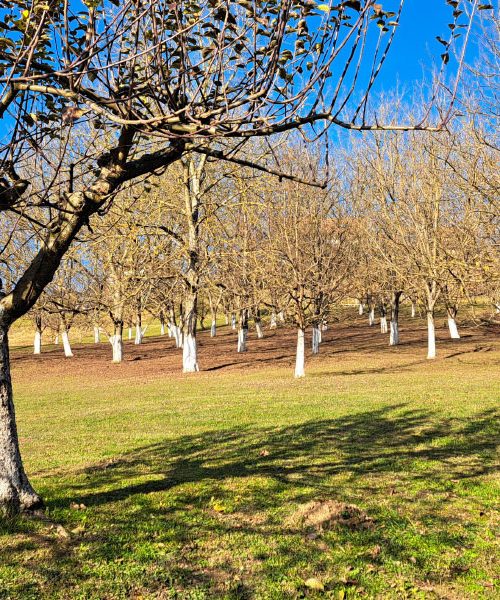 Zakaj nekateri decembra drevesa v sadovnjaku pobarvajo z apnom