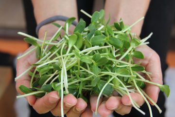 Kalčki pozimi kot ena najboljših izbir za močan imunski sistem