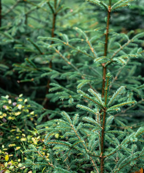 Nekateri opazijo, da jim iglice s te jelke skoraj ne odpadajo – obstaja dober razlog