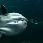 Mola mola