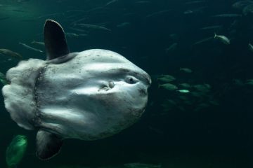 Morski velikan v Jadranu: zakaj riba mola mola preseneča tudi domače ribiče?