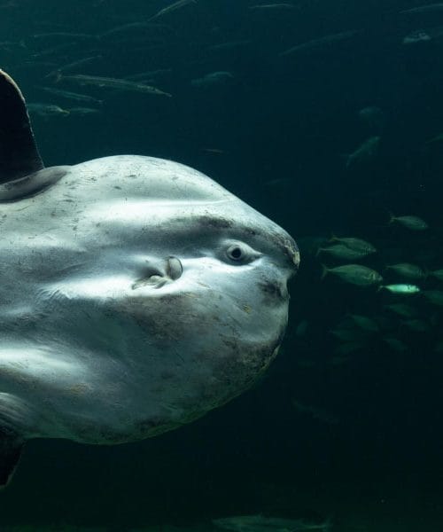 Samica morskega meseca lahko izleže na tisoče jajčec – zakaj jih preživi tako malo?