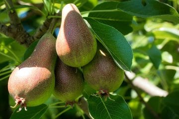 Hruške, krompir in buče: tako jih shranite, da bodo ostali uporabni dlje časa