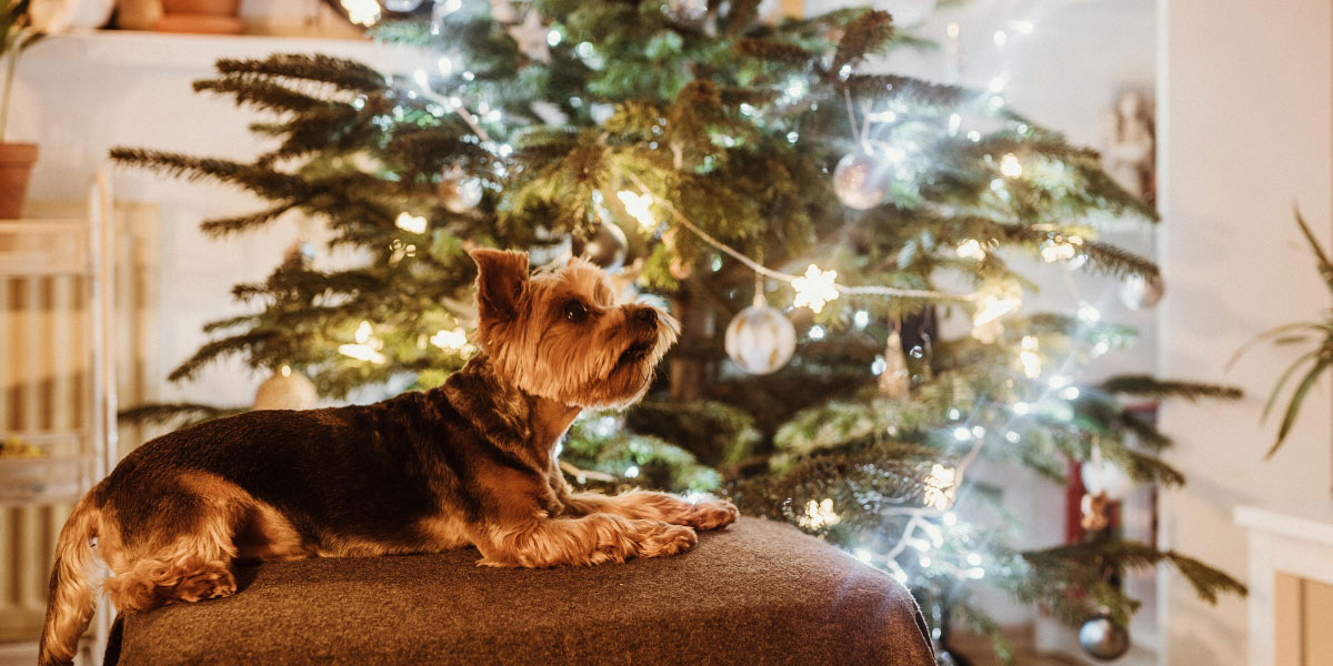Veterinar pred prazniki opozarja: skrite nevarnosti, ki čakajo vaše ljubljenčke