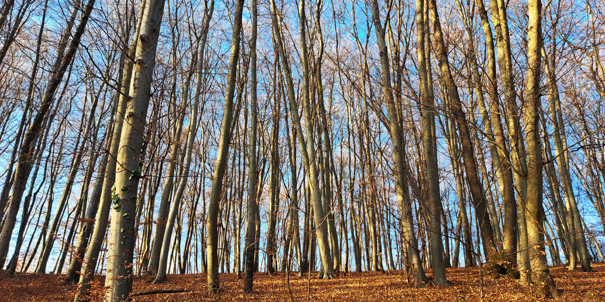 Zakaj je umik v gozd in sprehod skozi gozd decembra dobra ideja