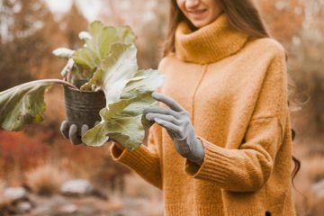 Vrt pozimi deluje drugače – in to ni naključje