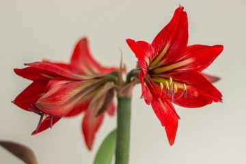 Kam v stanovanju postaviti amarilis, da bo res zacvetel