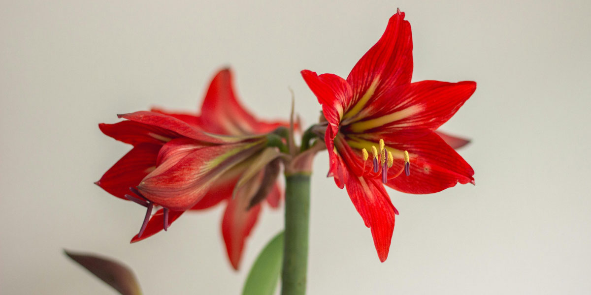 Kam v stanovanju postaviti amarilis, da bo res zacvetel