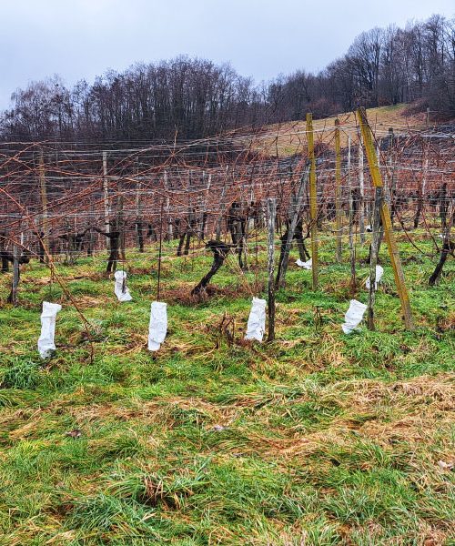Prizor, ki ga pozimi pogosto vidimo v vinogradih: zakaj so mlade trte ovite v folijo
