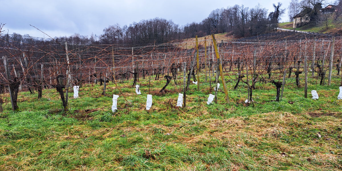 Prizor, ki ga pozimi pogosto vidimo v vinogradih: zakaj so mlade trte ovite v folijo