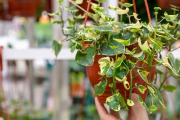 Sobna rastlina, ki obožuje hladnejše prostore in preseneti z vzdržljivostjo