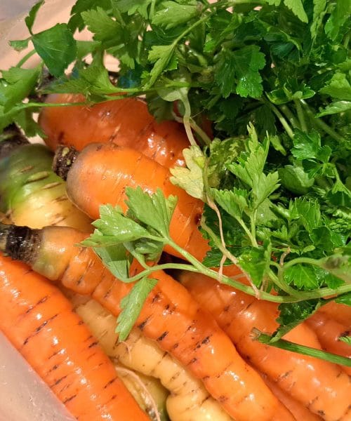 Dobrote z januarskega vrta: korenje, peteršilj, glava zelja in motovilec