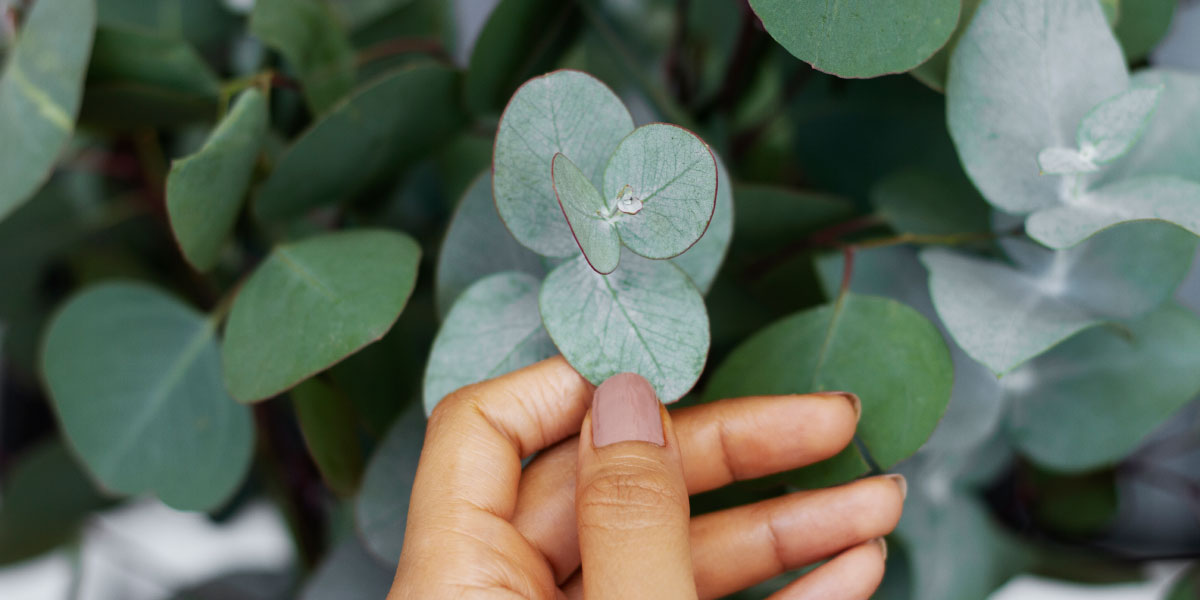Ta drevesa se zdijo dobra izbira, a lahko vam dolgoročno uničijo vrt