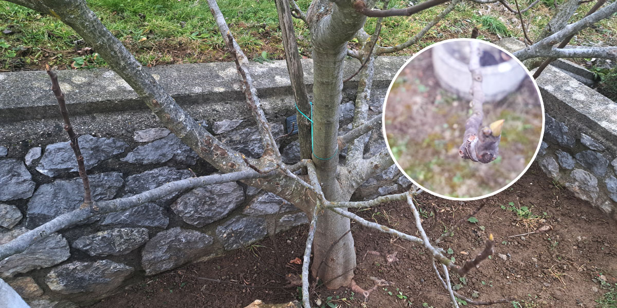 Dokler figa ne pokaže znakov na koncu vej, ni primerna za obrezovanje