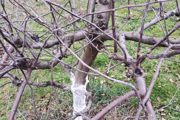 Te rastline in drevesa lahko pozimi brez slabe vesti močno obrežete