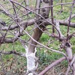 Jablana pred obrezovanjem