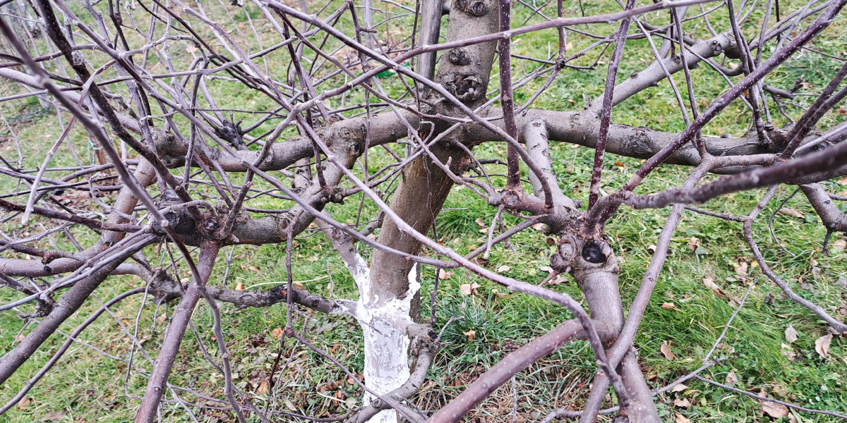Te rastline in drevesa lahko pozimi brez slabe vesti močno obrežete