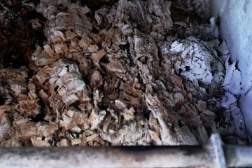 Zakaj so včasih pepel shranjevali, danes pa ga večina zavrže?