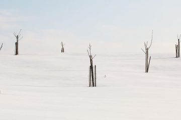 Oreha ne sadimo ob vinogradih in njivah – razlogi niso le v senci, temveč v kemiji