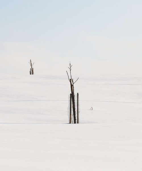 Oreha ne sadimo ob vinogradih in njivah – razlogi niso le v senci, temveč v kemiji