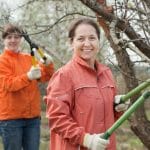 Napake pri obrezovanju drevja