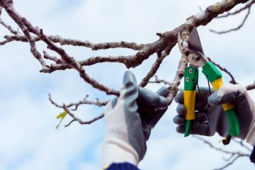 S čim namazati škarje za rezanje sadnega drevja, da bo delo lažje in hitrejše