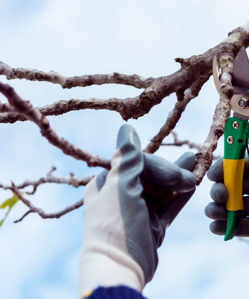 Najboljše orodje za zimsko rez: kaj potrebuje vsak ljubiteljski sadjar?