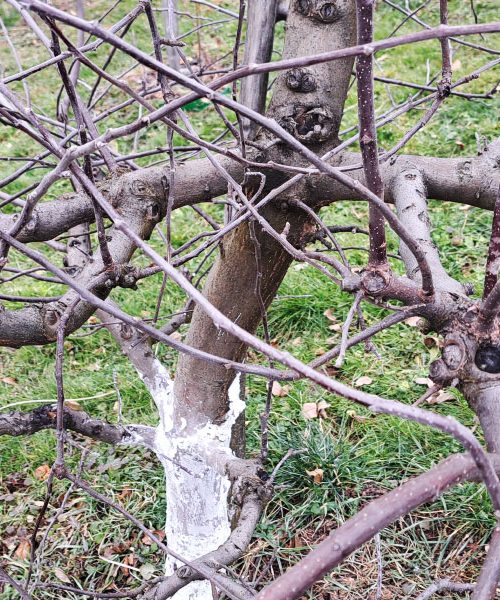To drevo morate obrezati prvo, tistega s koščico pa se ne dotikajte do pomladi