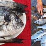 Divja ali vzgojena orada