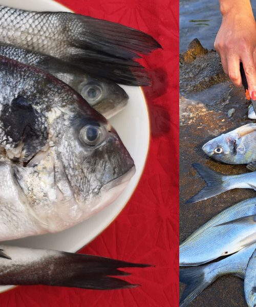 Divja ali gojena orada: razlike, ki jih večina spregleda