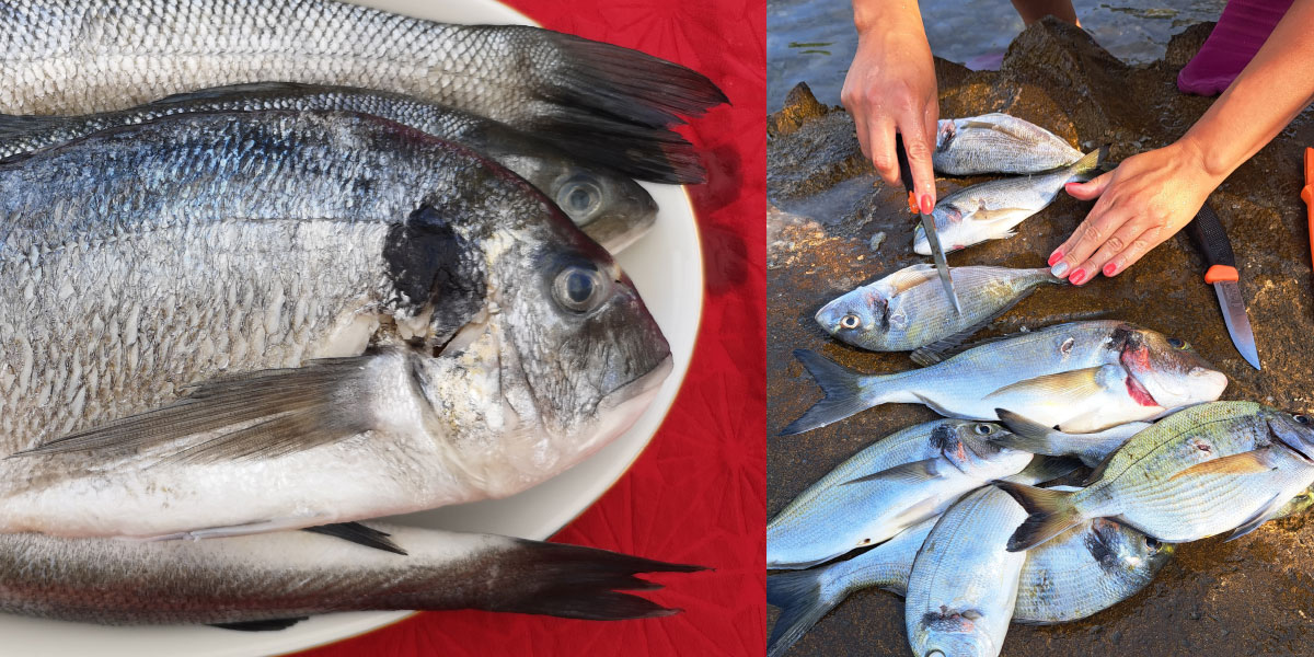 Divja ali gojena orada: razlike, ki jih večina spregleda