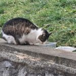 Prehrana mačk pozimi